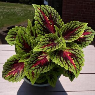 KOLEUS BLUMEHO (AFRICKÁ ŽIHLAVA) - VIOLET TRICOLOR