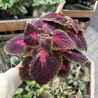 KOLEUS BLUMEHO (AFRICKÁ ŽIHLAVA)