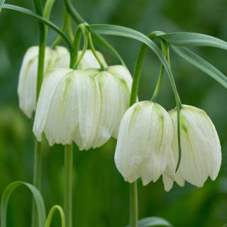 KORUNKOVKA BIELA - FRITILLARIA MELEAGRIS ALBA (8 CIBÚĽ)