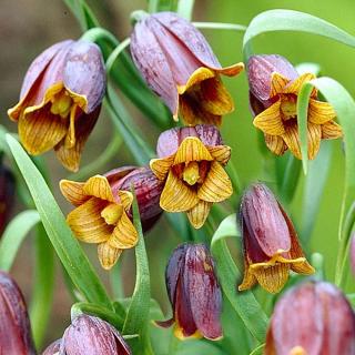 KORUNKOVKA FRITILLARIA UVA VULPIS (10 CIBÚĽ)