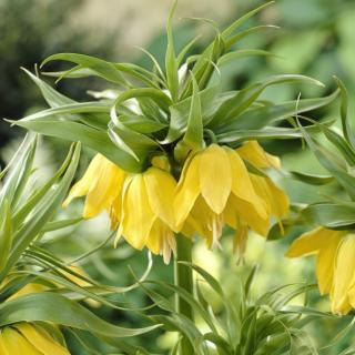 KORUNKOVKA IMPERIALIS LUTEA (1 CIBUĽA)