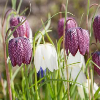 KORUNKOVKA STRAKATÁ - FRITILLARIA MELEAGRIS MIXED (10 CIBÚĽ)