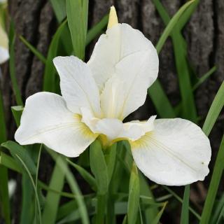 KOSATEC SIBÍRSKY - WHITE