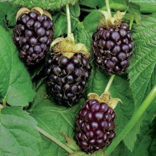 MALINOČERNICA BOYSENBERRY