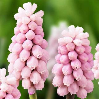 MODRICA MUSCARI PINK SUNRISE (3 CIBULE)