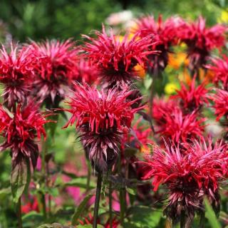 MONARDA CAMBRIDGE - SCARLET (ZAVINUTKA PODVOJNÁ)