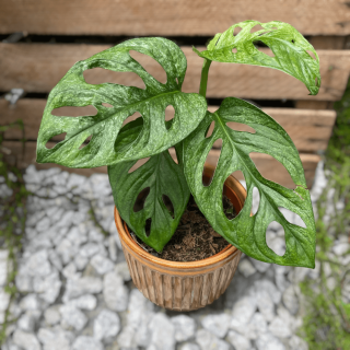 MONSTERA ADANSONII MINT