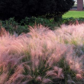 MUHLENBERGIA - RUBY