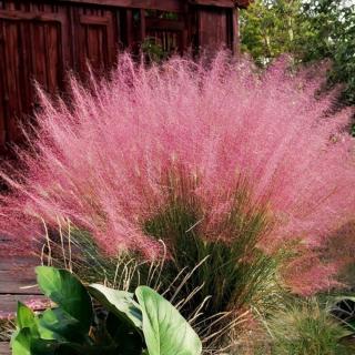 MUHLENBERGIA