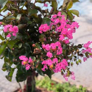 MYRTA KREPOVÁ - RHAPSODY IN PINK (NA KMIENKU)