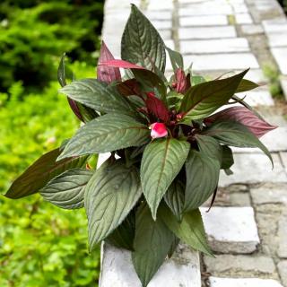 NETÝKAVKA (IMPATIENS) Farba: Bielo-červená