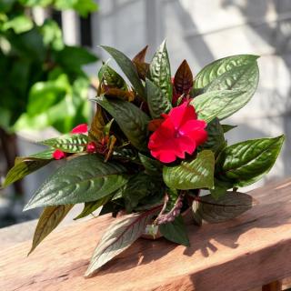 NETÝKAVKA (IMPATIENS) Farba: Červená