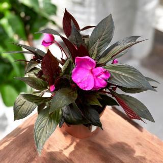 NETÝKAVKA (IMPATIENS) Farba: Tmavoružová