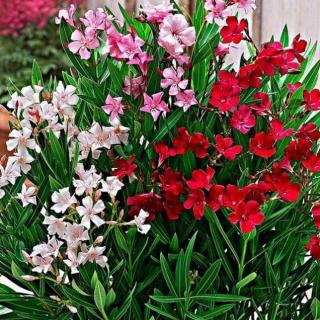 OLEANDER  MULTICOLOR  (PREPLETENÝ KMIENOK)