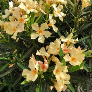 OLEANDER OBYČAJNÝ - ANGIOLO PUCCI (KMIENOK)