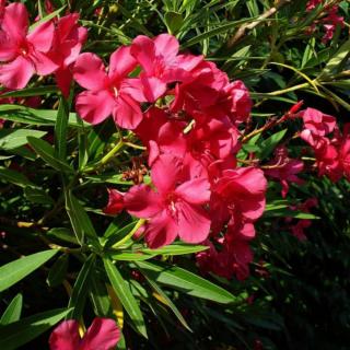 OLEANDER OBYČAJNÝ - JANNOCH (KMIENOK)