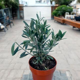OLIVOVNÍK EURÓPSKY