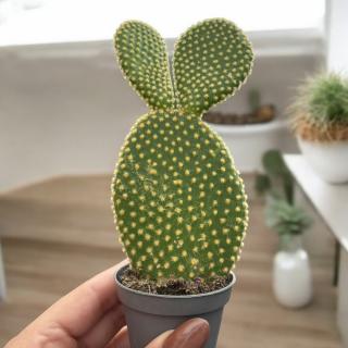 OPUNTIA MICRODASYS YELLOW
