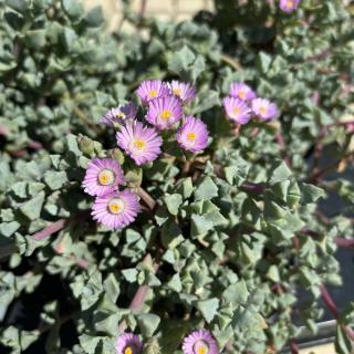 OSCULARIA DELTOIDES