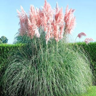 PAMPOVÁ TRÁVA (CORTADERIA) - PINK FEATHER
