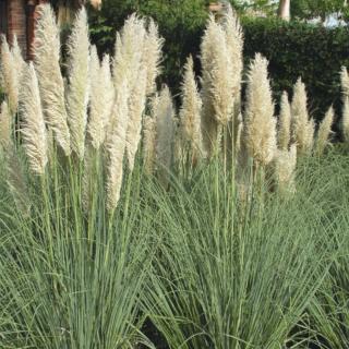PAMPOVÁ TRÁVA (CORTADERIA) - PUMILA