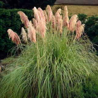 PAMPOVÁ TRÁVA (CORTADERIA) - ROSE PLUME