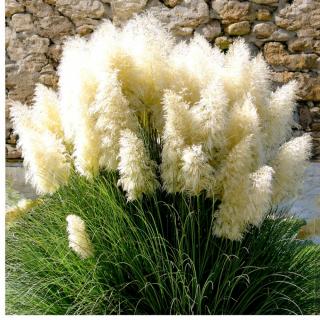 PAMPOVÁ TRÁVA (CORTADERIA) - WHITE FEATHER