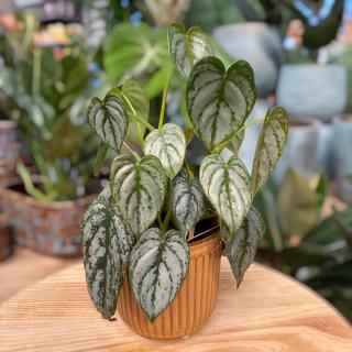 PHILODENDRON BRANDTIANUM