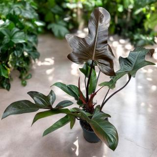 PHILODENDRON - FLORIDA BRONZE