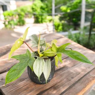 PHILODENDRON - FLORIDA GHOST
