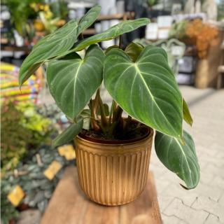 PHILODENDRON GLORIOSUM