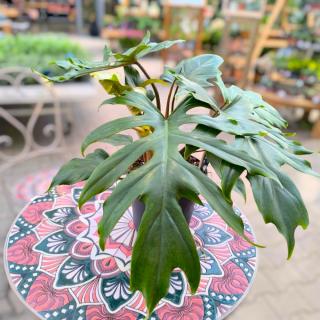 PHILODENDRON - MAYOI