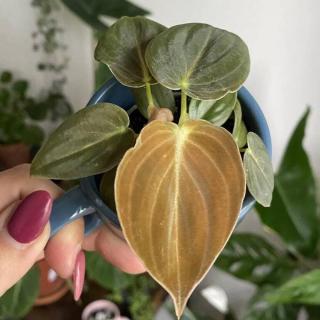 PHILODENDRON MELANOCHRYSUM (BABY RASTLINKA)