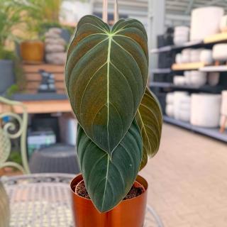 PHILODENDRON MELANOCHRYSUM