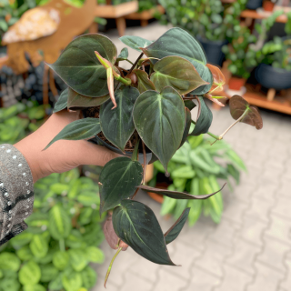 PHILODENDRON - MICANS