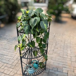 PHILODENDRON PREVISNUTÝ - BRASIL
