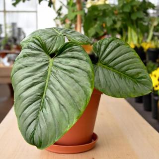 PHILODENDRON - SODIROI