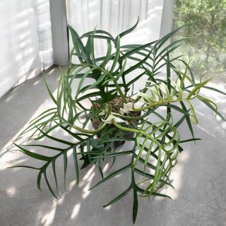 PHILODENDRON - TORTUM