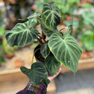 PHILODENDRON - VERRUCOSUM INCENSI