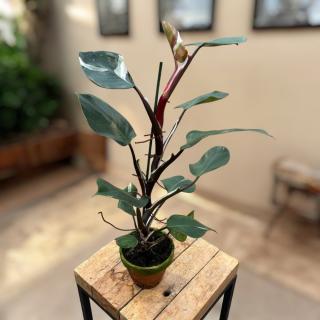 PHILODENDRON - WHITE KNIGHT