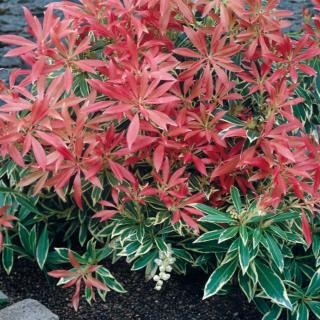 PIERIS JAPONSKÝ - FLAMING SILVER