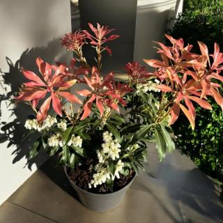 PIERIS JAPONSKÝ - FOREST FLAME