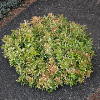 PIERIS JAPONSKÝ - LITTLE HEATH