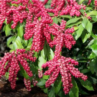 PIERIS JAPONSKÝ - VALLEY VALENTINE