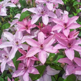 PLAMIENOK (CLEMATIS) - HAGLEY HYBRID