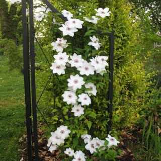 PLAMIENOK (CLEMATIS) - MISS BATEMAN