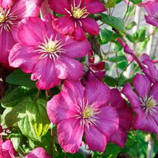 PLAMIENOK (CLEMATIS) - VILLE DE LYON