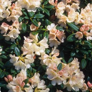 RODODENDRÓN - DUSTY MILLER