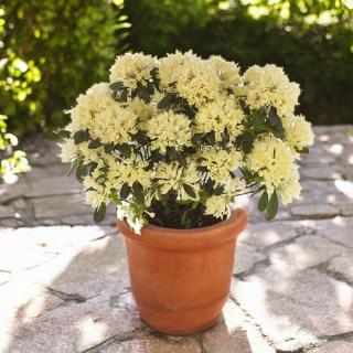 RODODENDRÓN - GOLDEN WONDER