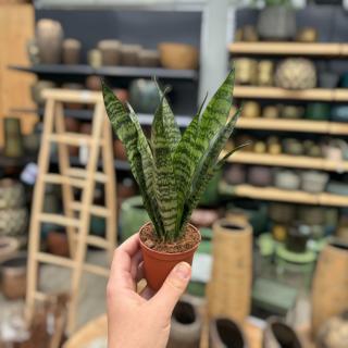 SANSEVIERIA BLACK CORAL (SVOKRIN JAZYK)